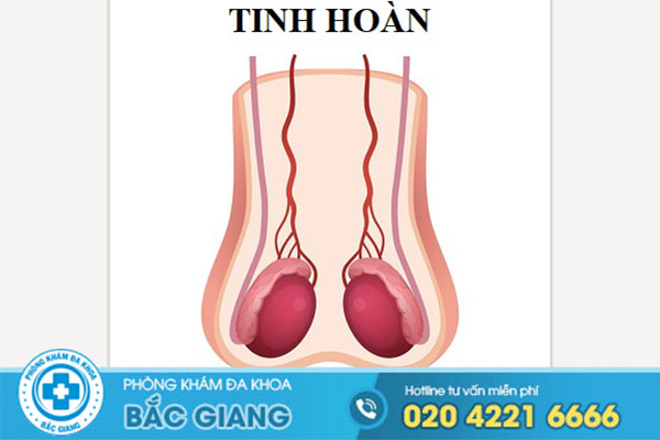 cac-benh-ve-tinh-hoan-pho-bien-hien-nay-co-trieu-chung-gi