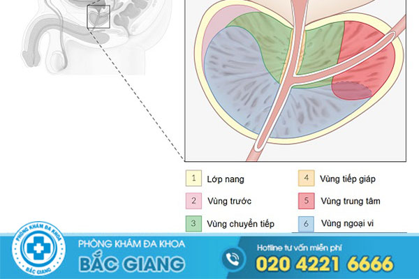 tuyen-tien-liet-la-gi-chuc-nang-dau-hieu-cac-benh-tuyen-tien-liet-thuong-gap