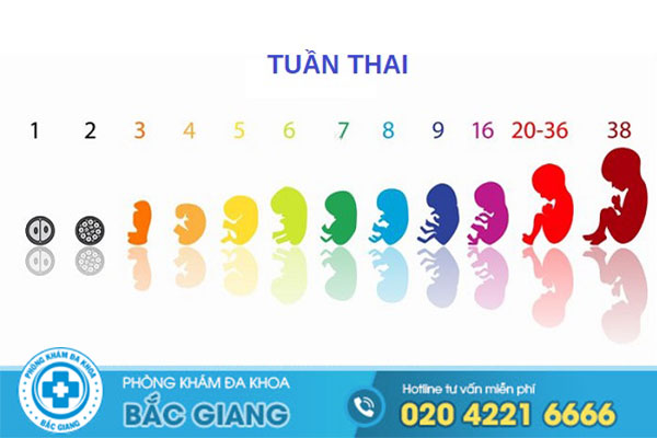 chi-phi-pha-thai-bang-thuoc-gia-bao-nhieu-co-nen-tu-mua-thuoc-pha-thai